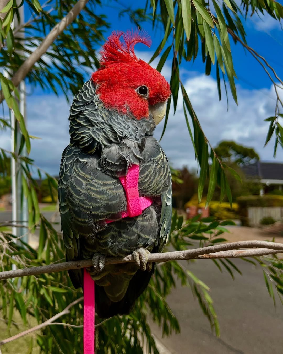 Essential Cockatoo Training Tips