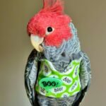 our cockatoo parrots