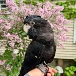 our cockatoo parrots
