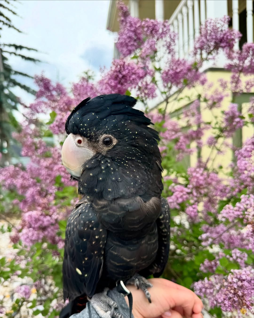 Cockatoo Parrot Breeders in South Carolina