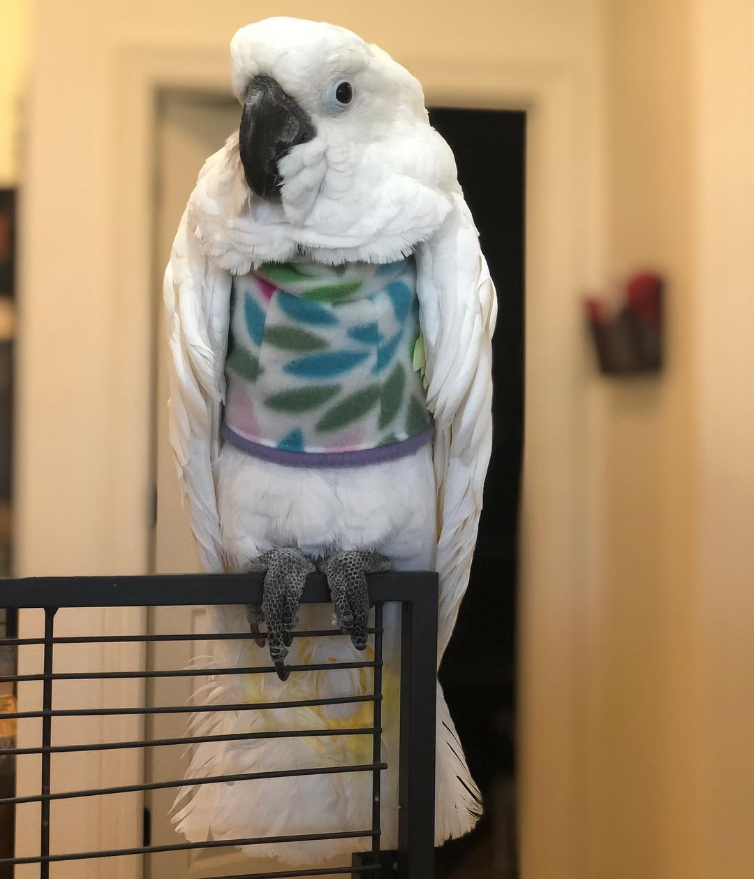 Cockatoo Parrots for Sale in San Benito