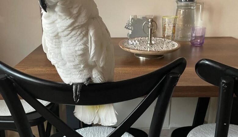 How long do cockatoos live as pets?