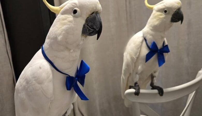 cockatoo parrot breeders in Mexico