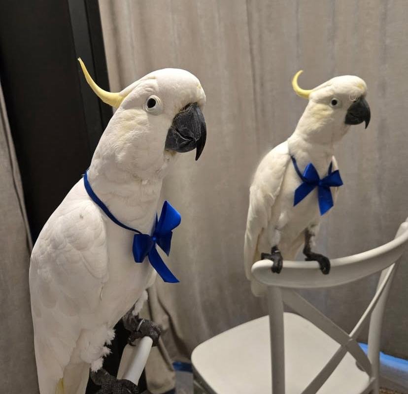 Cockatoo Parrots for Sale in Siskiyou