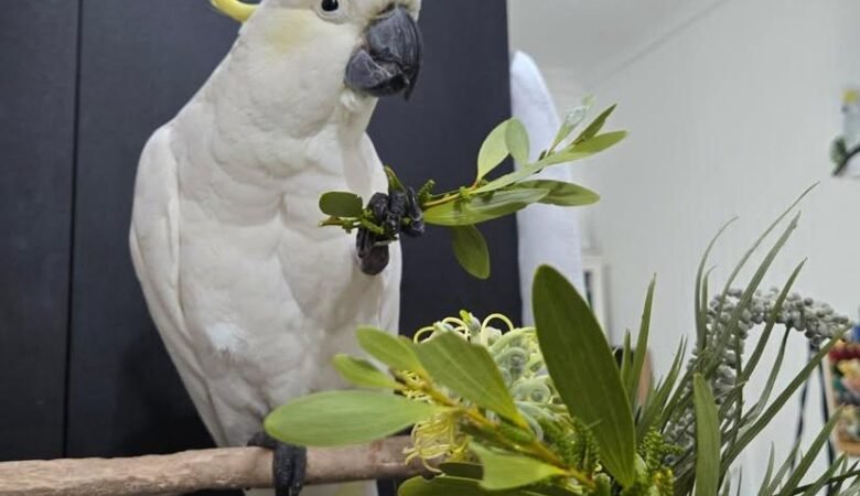 cockatoo parrot breeders in Canada