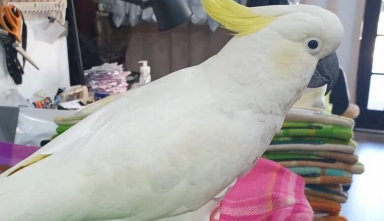 Cockatoo Parrots for Sale in Sonoma County, CA