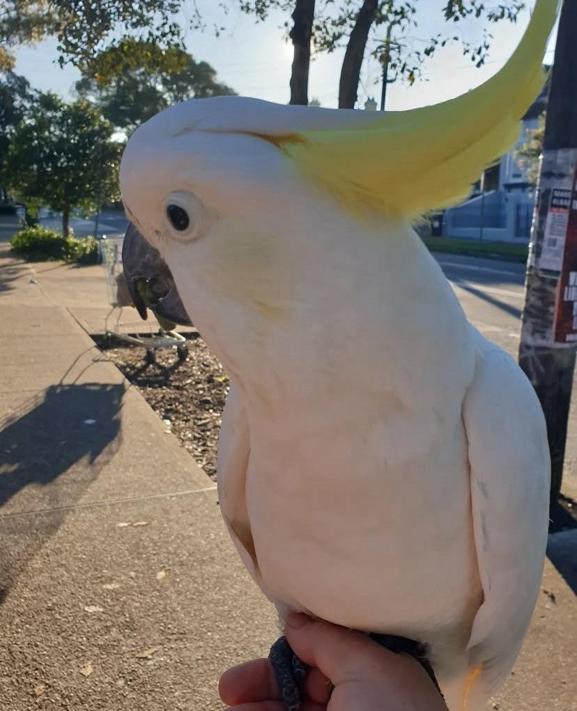 Unlocking the Potential: Are Cockatoos Easy to Train? A Deep Dive into Avian Education