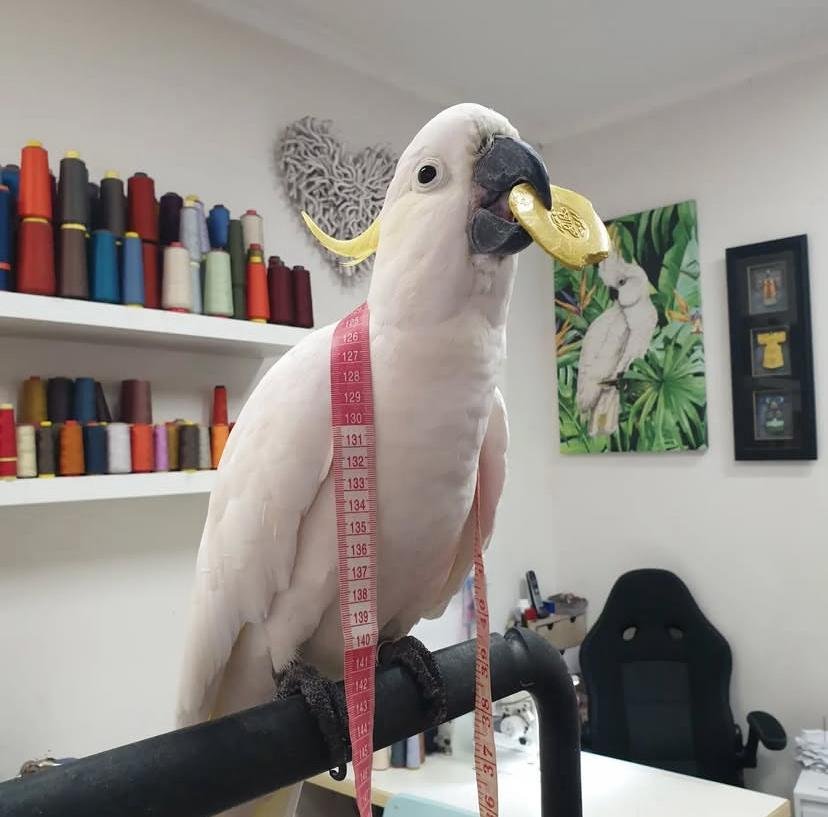Understanding the Different Breeds of Cockatoos: More Than Just a Pretty Face