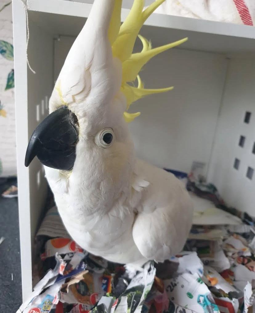 Cockatoo Parrots for Adoption in France