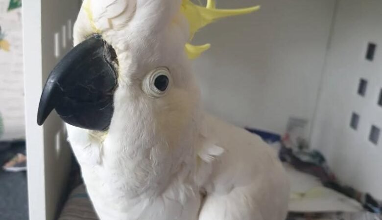 cockatoo parrot breeders in Germany