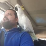 Q: What is the single most important piece of advice you can give a new cockatoo owner, and how does it relate to Lifetime Support for Bird Owners?