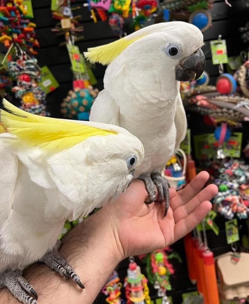 Cockatoo Parrots for Sale in Napa