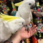 Q: What is the most common reason a Cockatoo Parrot is surrendered to a rescue in the South Carolina region, and how does that affect my transactional decision?