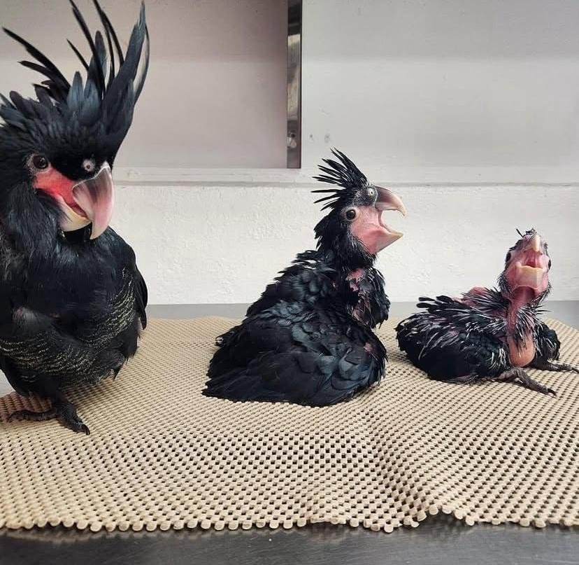 The Cockatoo Ownership Guide: What Washington Owners Need to Know