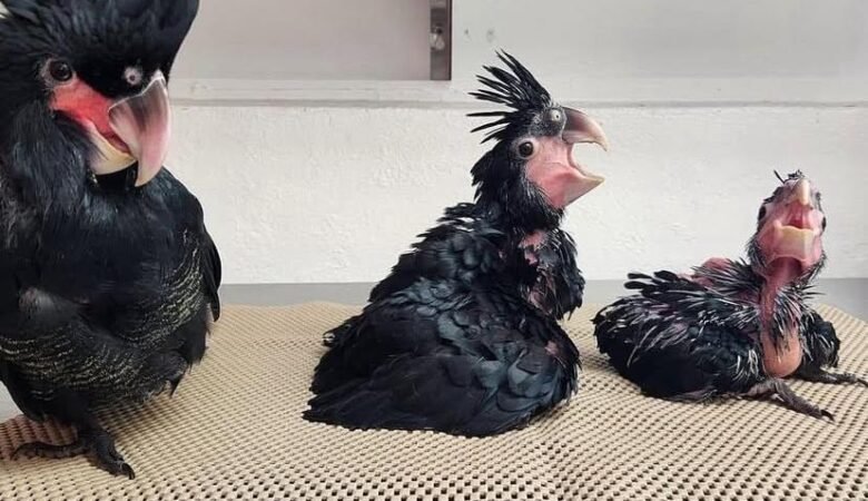 Cockatoo Parrots for Sale in Plumas County, CA