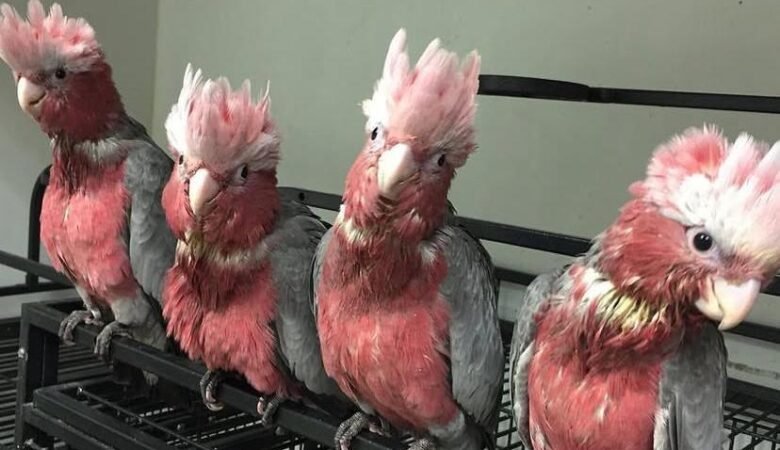 cockatoo parrot breeders in Norway