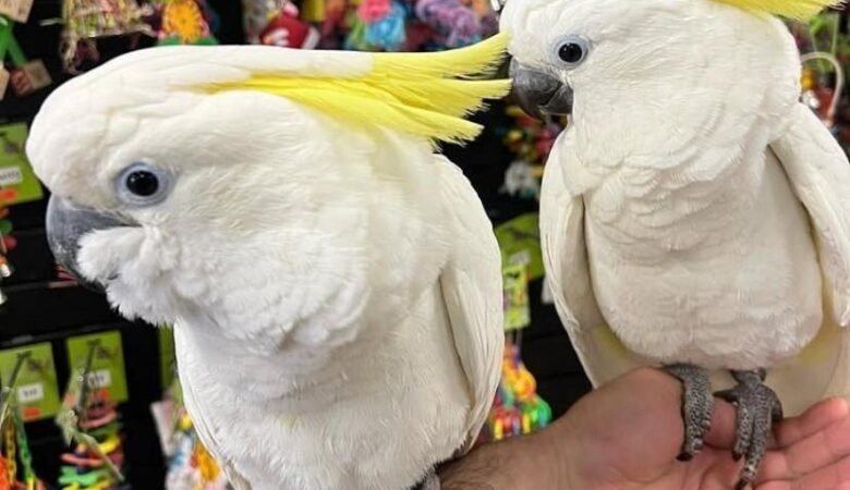 cockatoo parrot breeders in Australia