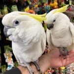 cockatoo parrots