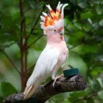 What is Our Philosophy on adopting a cockatoo from THE COCKATOO HOME versus other sources like pet stores or rescues
