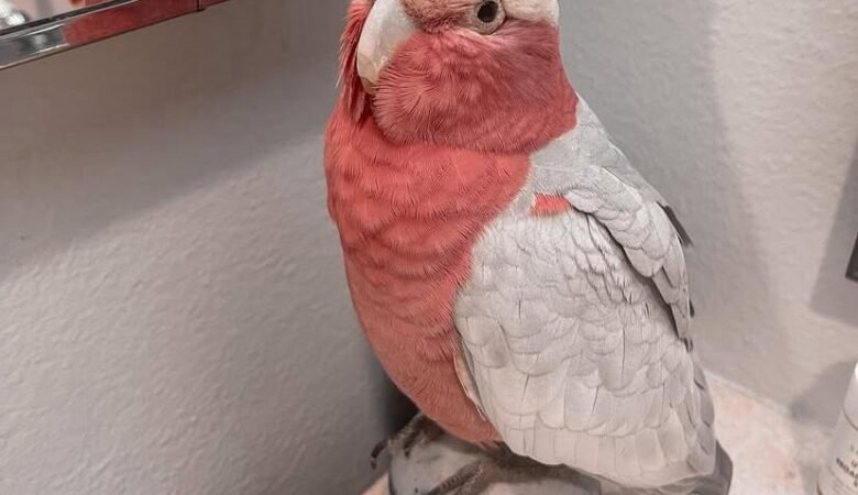 Cockatoo Parrots for Sale in Riverside County, CA