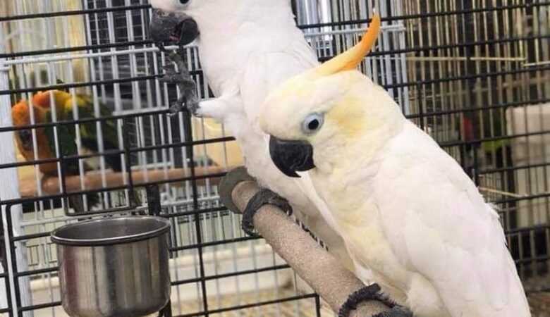 Cockatoo Parrots for Sale in Tuolumne County, CA
