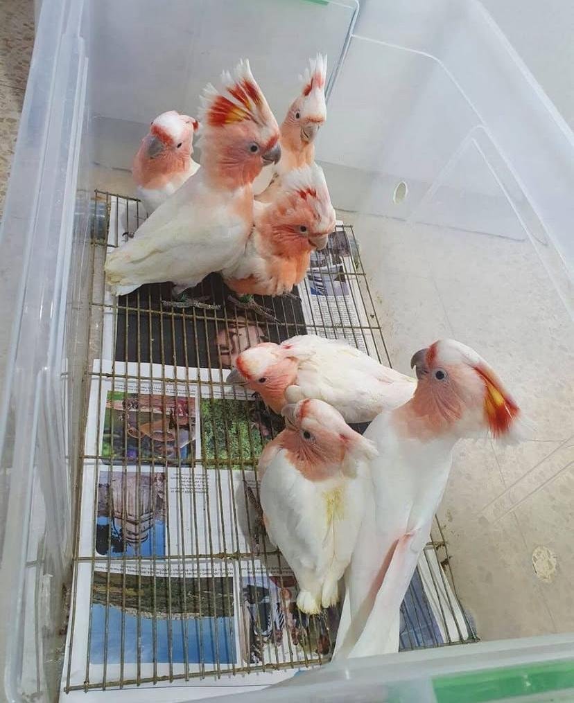 Cockatoo Parrot Breeders in Illinois