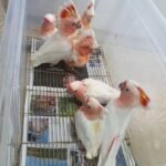 Q: Is it difficult to find emergency avian care for a cockatoo parrot in the non-Chicago areas of Illinois, and how does a breeder like THE COCKATOO HOME address this in the transaction?