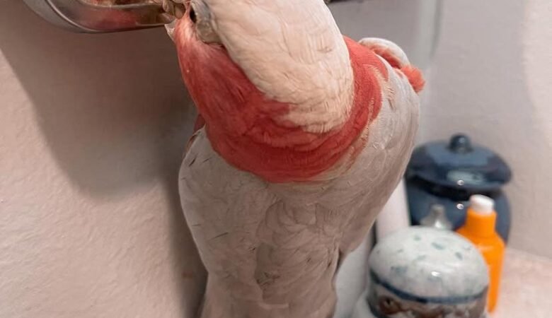 Cockatoo Parrots for Sale in Yuba County, CA