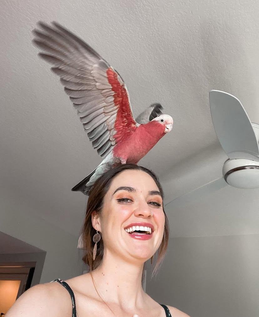 Cockatoo Parrots for Sale in Yolo