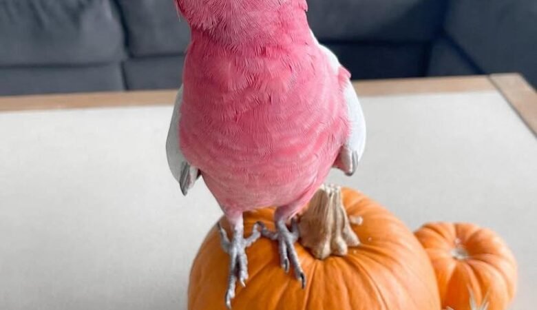 Cockatoo Parrots for Sale in Mendocino County, CA