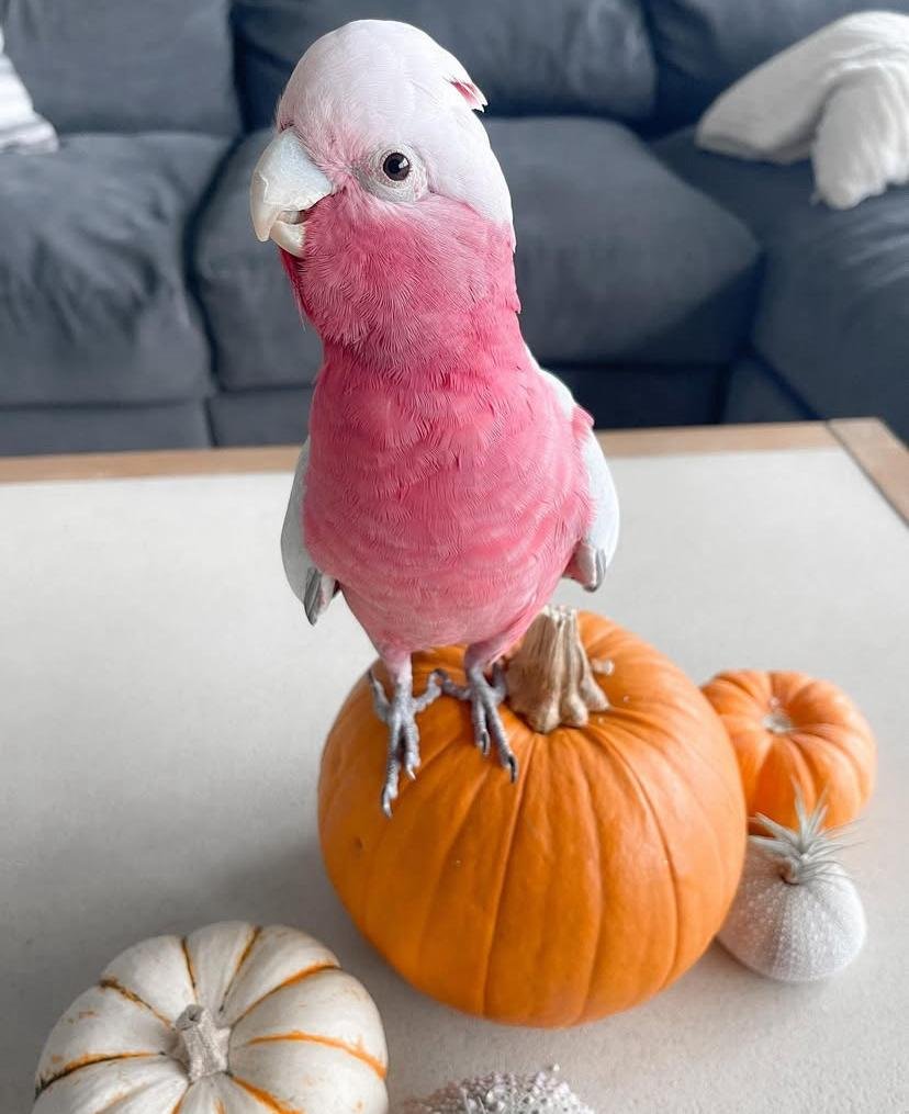 Cockatoo Parrots for Sale in Mendocino