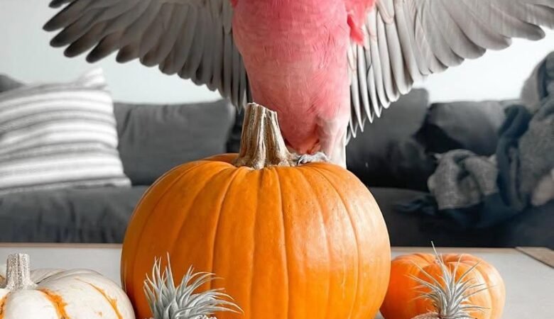 Cockatoo Parrots for Sale in Los Angeles County, CA