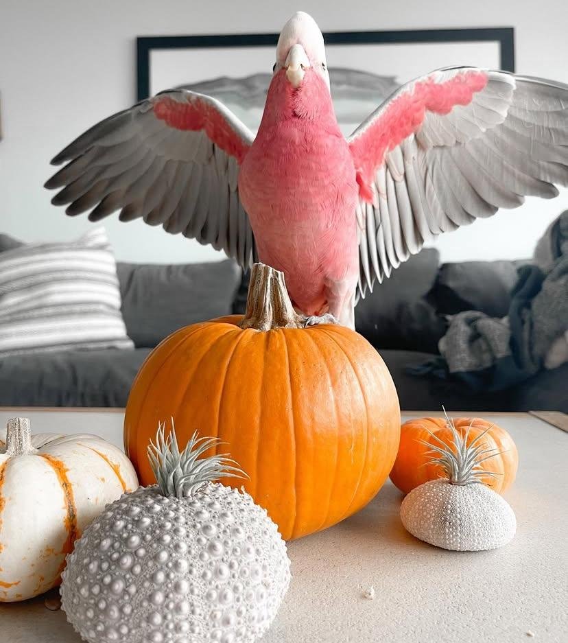 Cockatoo Parrots for Sale in Los Angeles