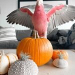 Q: What is the average price range for a hand-fed cockatoo parrot in United Arab Emirates, and why is the cost so high?