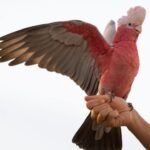 Q: What is the most critical legal step I need to take before buying a cockatoo from a breeder in New Zealand?