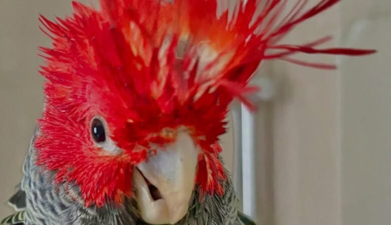 Cockatoo Parrots for Sale in Solano County, CA