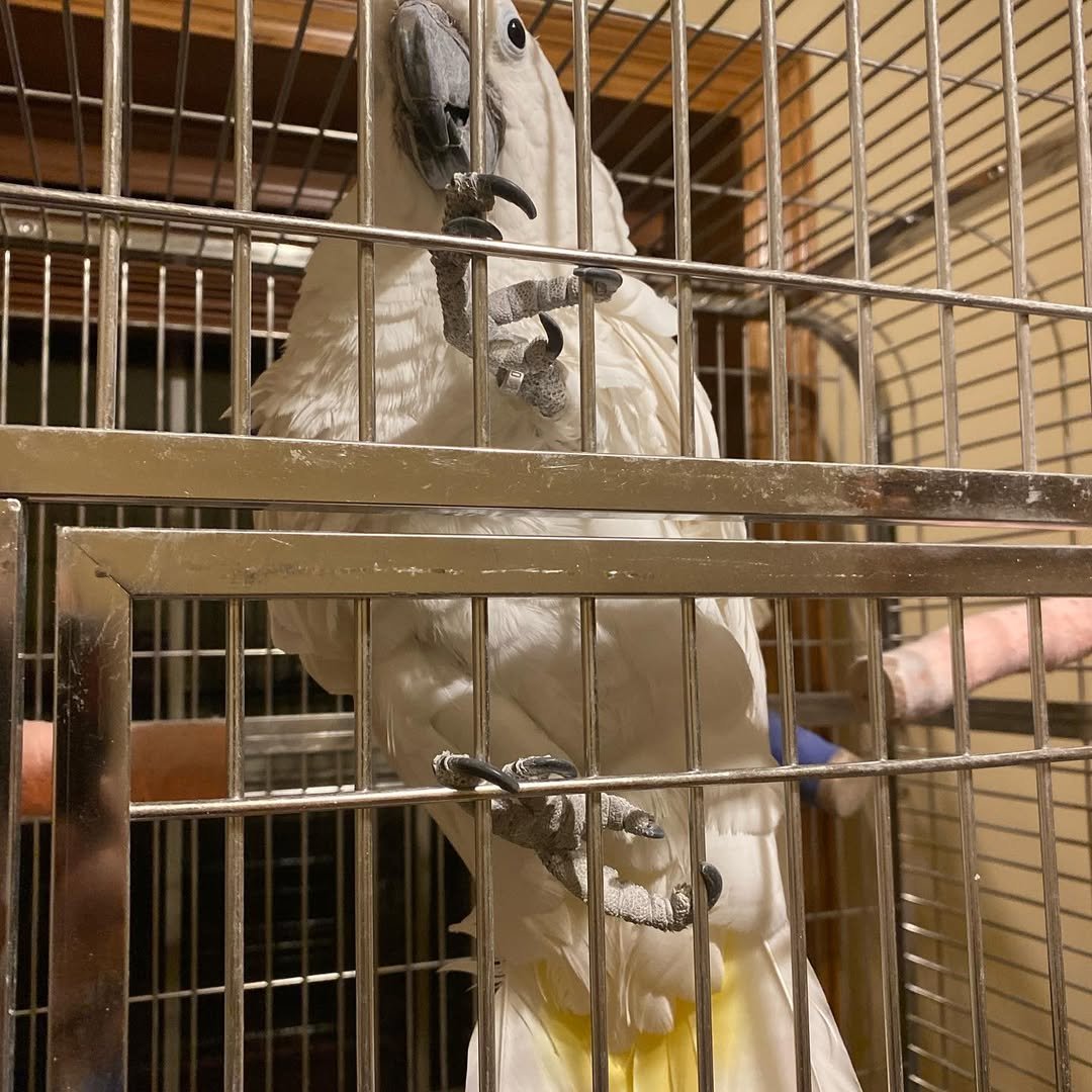 Cockatoo Parrots for Sale in Stanislaus