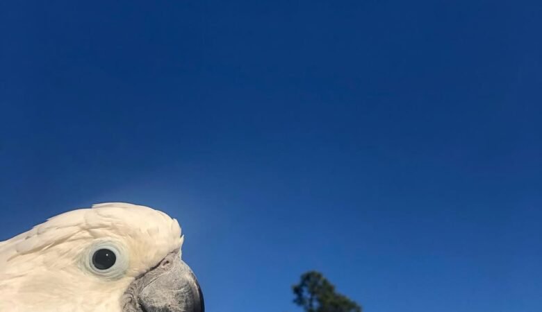 Cockatoo Parrots in Connecticut