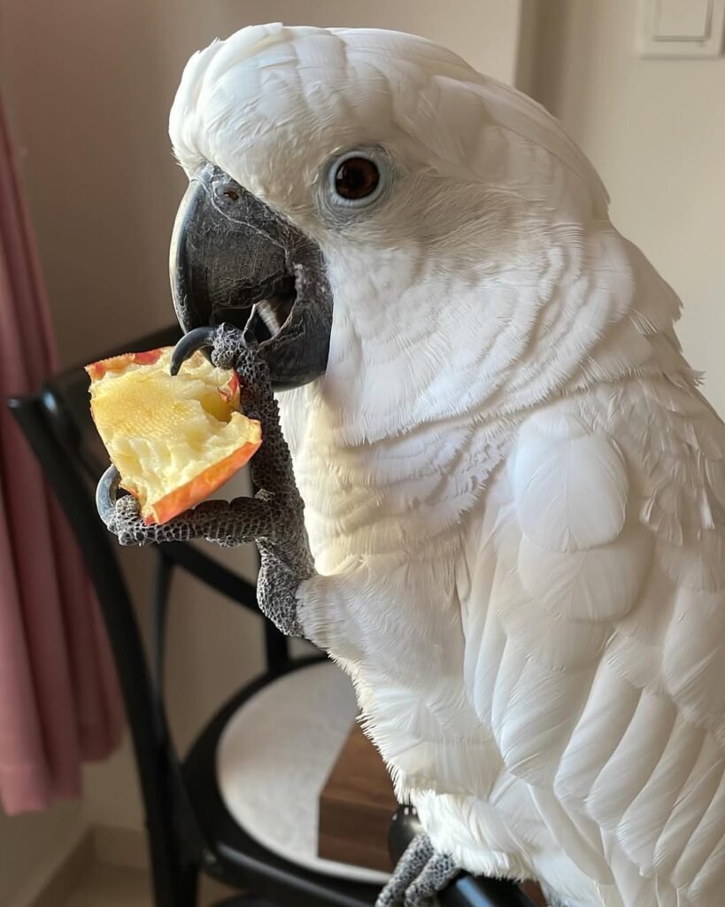 Essential Cockatoo Training Tips