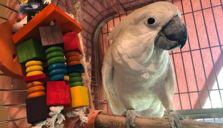 Cockatoo Parrots in United States: Your New Best Friend Is Here