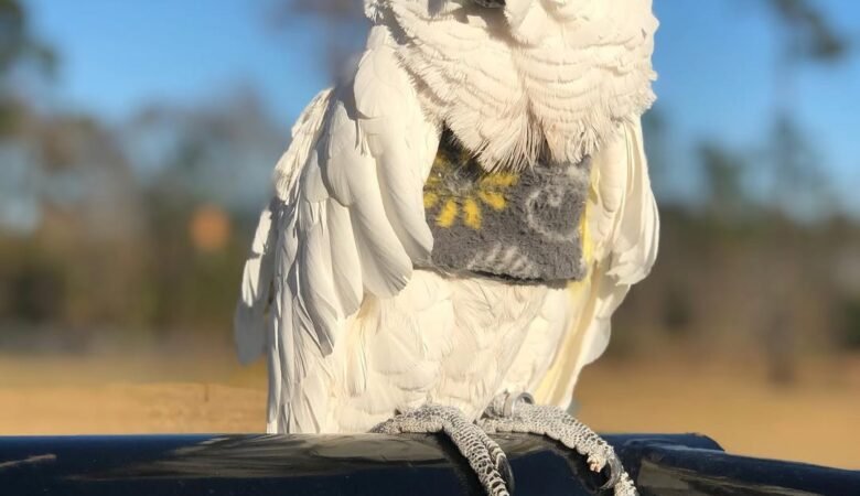 Cockatoo Parrots in Kansas