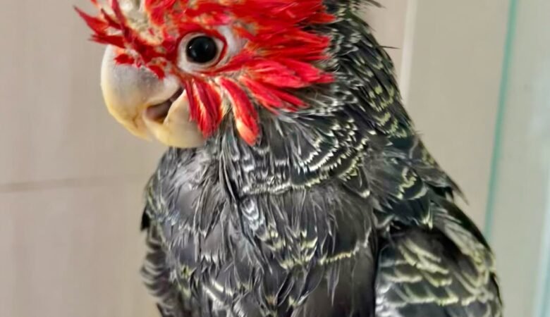 Cockatoo Parrots in Maine