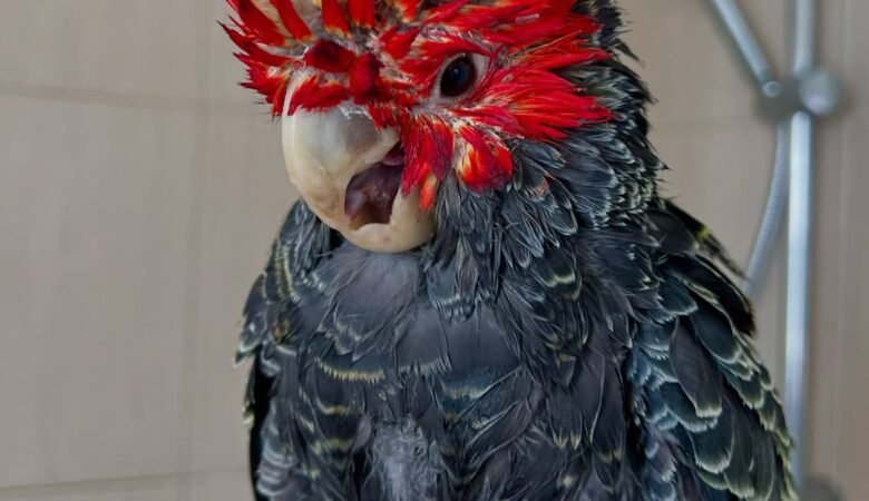 Cockatoo Parrots in Indiana
