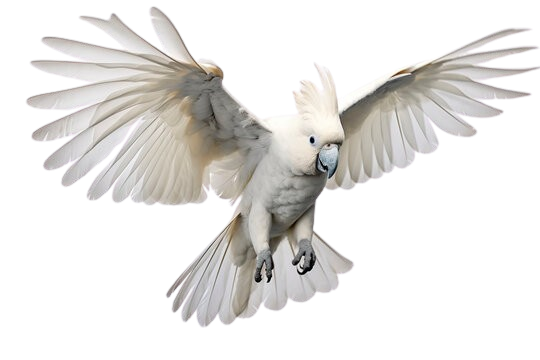 Talking Cockatoo Parrots for sale in Colorado