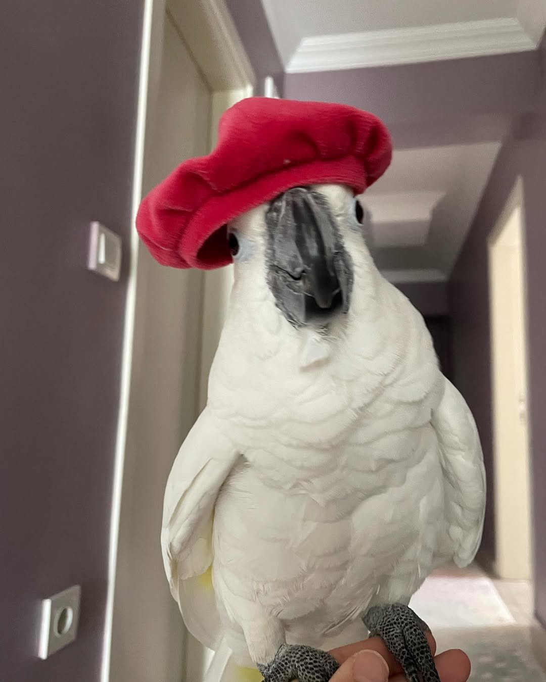 Talking Cockatoo Parrots for sale in Nebraska