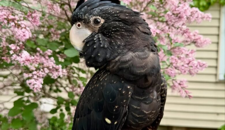 Talking Cockatoo Parrots for sale in Norway