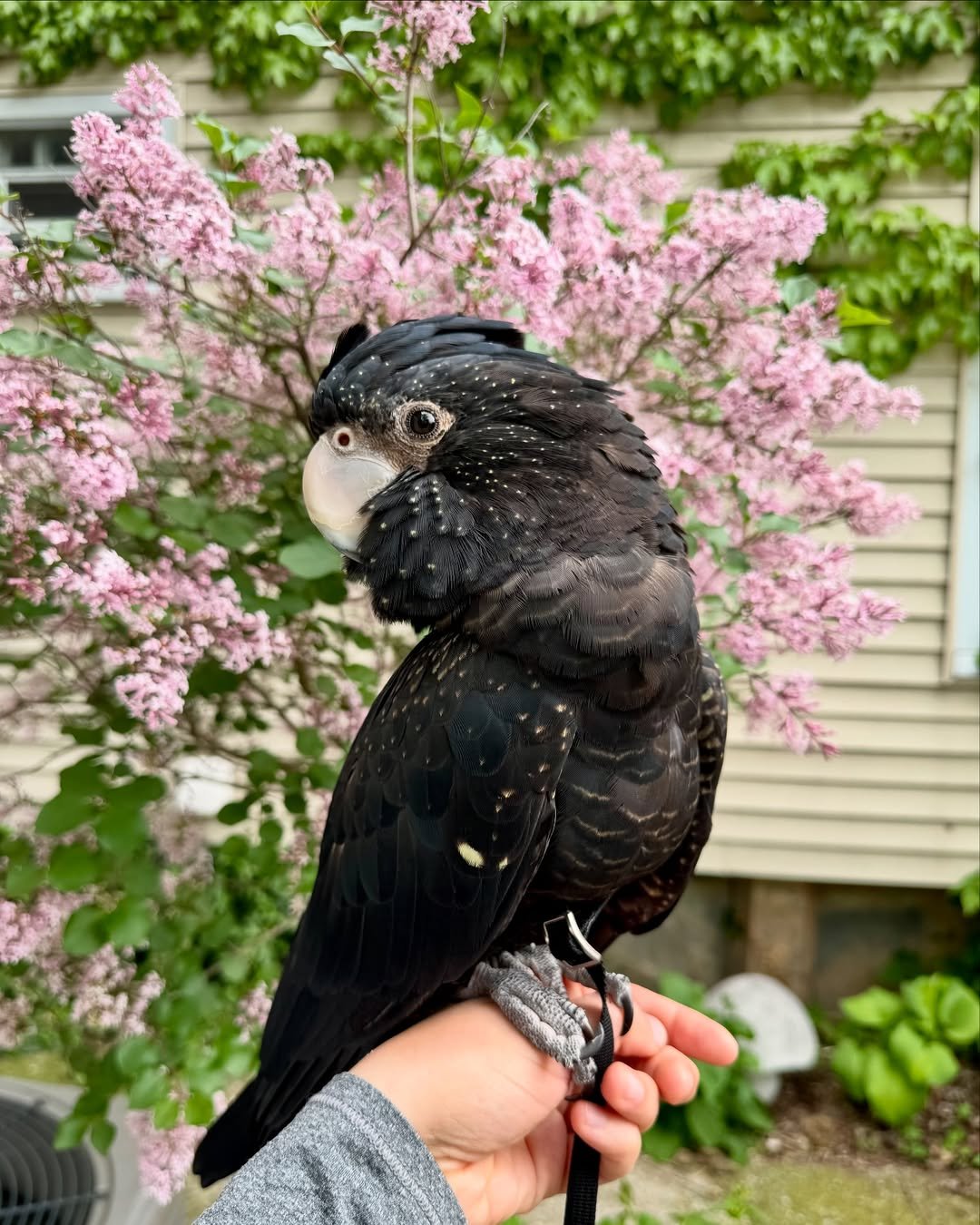 Cockatoo birds for sale in Texas