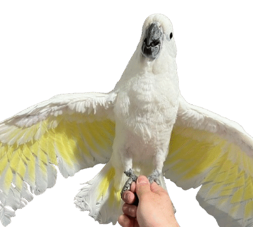 Talking Cockatoo Parrots for sale in New Zealand