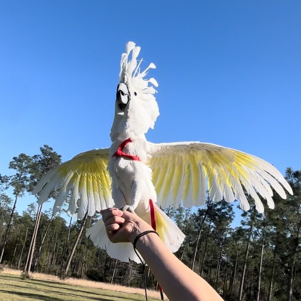 Cockatoo Parrots near me New Hampshire