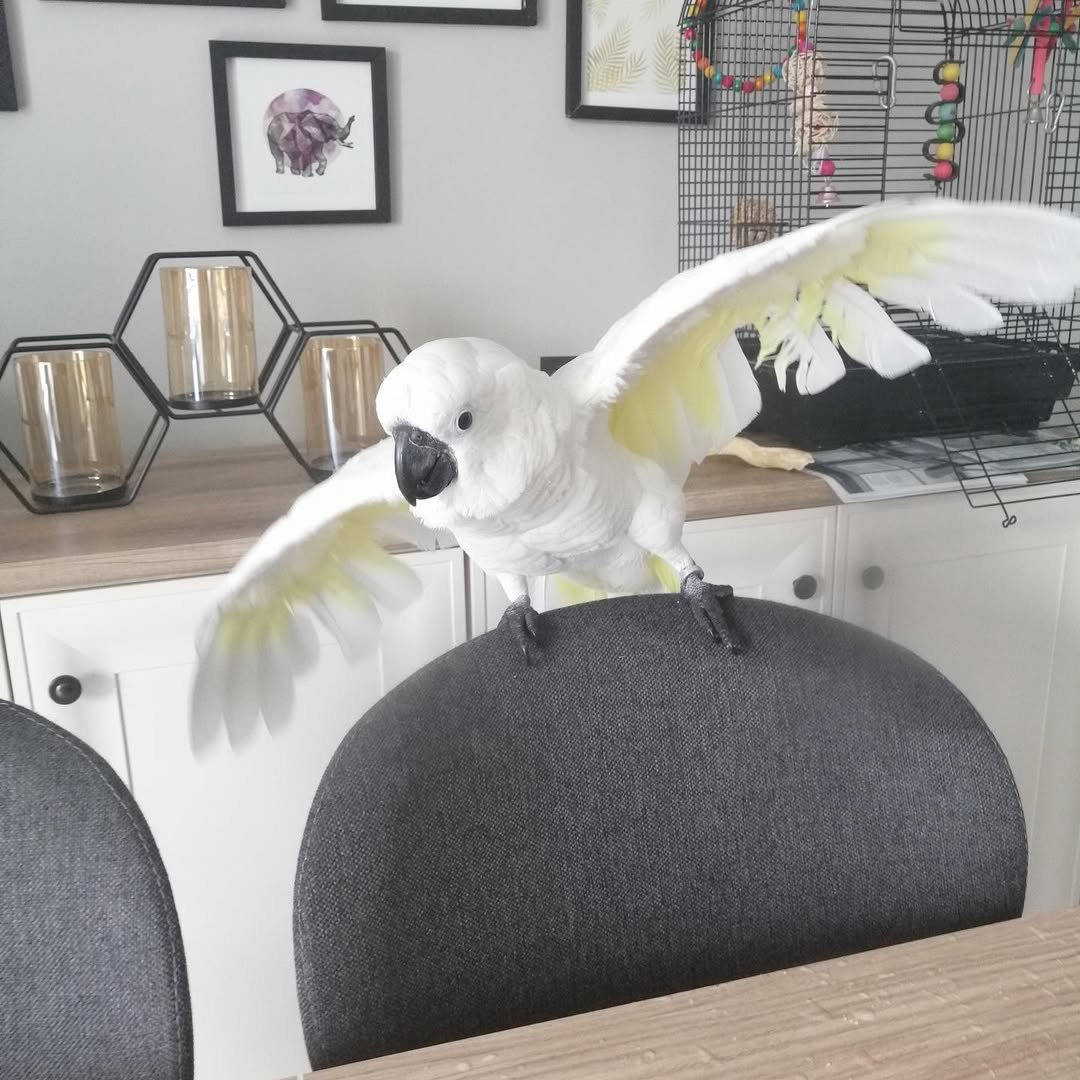 Cockatoo parrots for sale in Nebraska